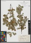 Foto von Salix hastata L.